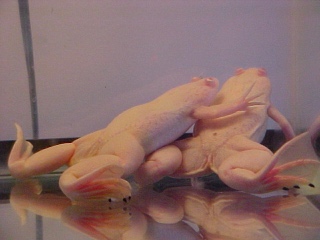 Xenopus laevis